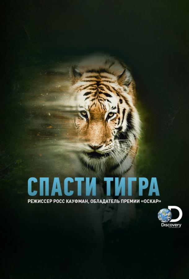 Animal Planet: Спасти тигра смотреть онлайн бесплатно в хорошем качестве