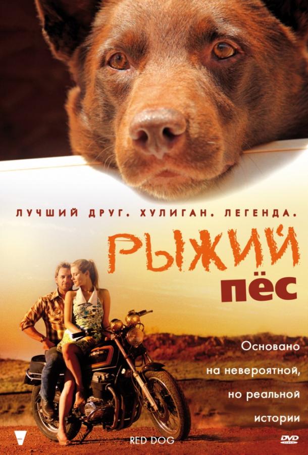 Рыжий пес смотреть онлайн бесплатно в хорошем качестве