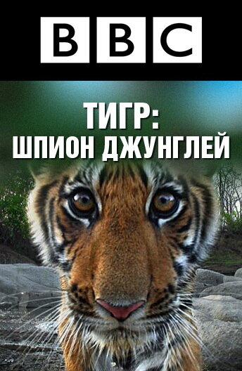 BBC: Тигр — Шпион джунглей смотреть онлайн бесплатно в хорошем качестве